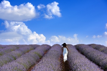 In Brihuega (Castilla la Mancha) werden mehr als 1.000 Hektar Lavendel angebaut, das sind 10 % der weltweiten Produktion