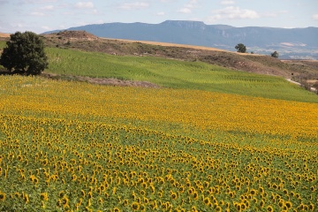Sommerstimmung in der Region La Bureba/Kastilien und León Sommerstimmung in der Region La Bureba/Kastilien und León