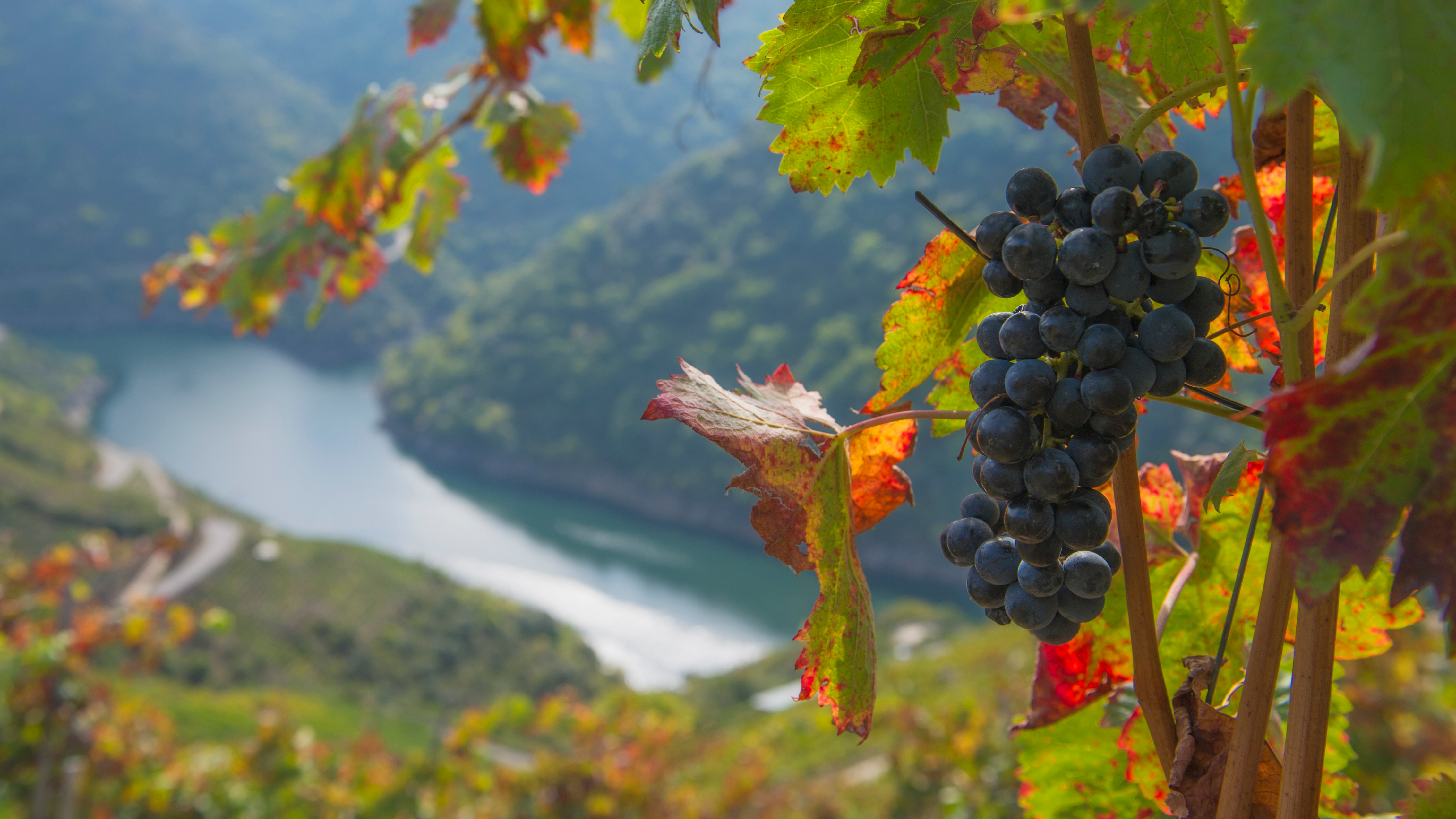 Die mit Weinbergen bedeckten steilen Hänge des Miño und Sil und die zahlreichen Klöster der Region prägen die Landschaft und bestimmen den Charakter der Weinstraße Ribeira Sacra Die mit Weinbergen bedeckten steilen Hänge des Miño und Sil und die zahlreichen Klöster der Region prägen die Landschaft und bestimmen den Charakter der Weinstraße Ribeira Sacra
