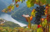 Die mit Weinbergen bedeckten steilen Hänge des Miño und Sil und die zahlreichen Klöster der Region prägen die Landschaft und bestimmen den Charakter der Weinstraße Ribeira Sacra Die mit Weinbergen bedeckten steilen Hänge des Miño und Sil und die zahlreichen Klöster der Region prägen die Landschaft und bestimmen den Charakter der Weinstraße Ribeira Sacra