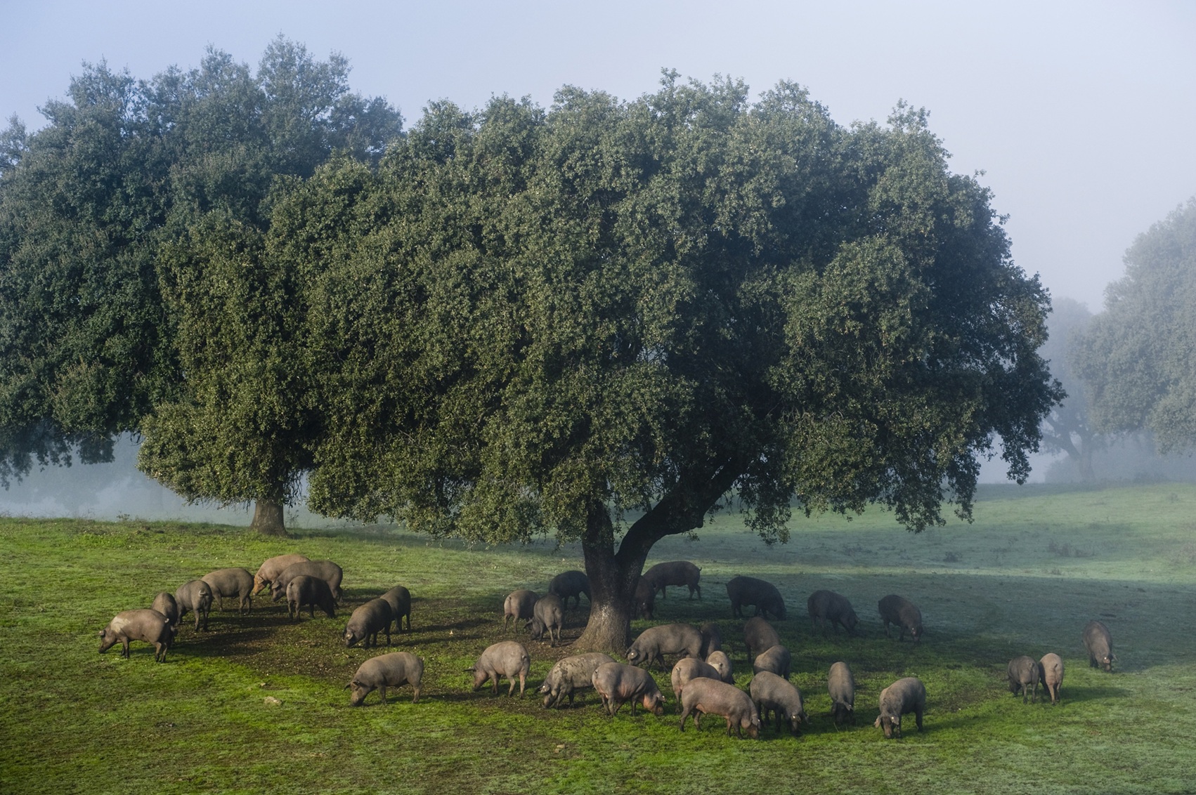Exemplare des iberischen Schweins während der Montanera – der Endphase der Aufzucht – im Hábitat Cigüeña Negra, das Teil der Ruta del Ibérico „Dehesa de Extremadura“ ist. Exemplare des iberischen Schweins während der Montanera – der Endphase der Aufzucht – im Hábitat Cigüeña Negra, das Teil der Ruta del Ibérico „Dehesa de Extremadura“ ist.