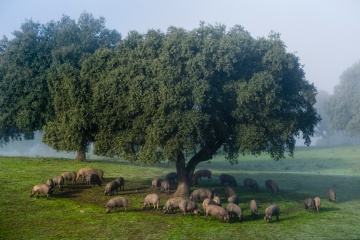 Exemplare des iberischen Schweins während der Montanera – der Endphase der Aufzucht – im Hábitat Cigüeña Negra, das Teil der Ruta del Ibérico „Dehesa de Extremadura“ ist.