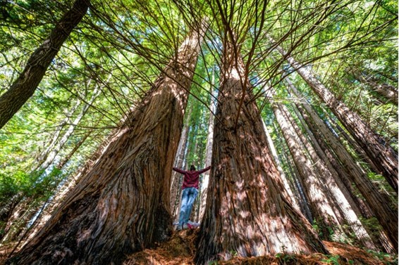 Der Wald de Secuoyas de Cabezón de la Sal ist einer der malerischsten Orte zum Fotografieren Der Wald de Secuoyas de Cabezón de la Sal ist einer der malerischsten Orte zum Fotografieren