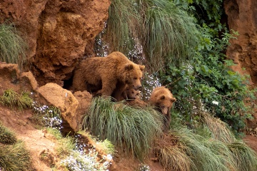 Der Naturpark Cabárceno beherbergt über 120 Tierarten aus allen fünf Kontinenten, darunter Bären, Geparden, Elefanten und Zebras, die in halbfreiem Zustand leben