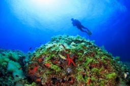 Korallenriffe im Mittelmeer bilden Unterwasserwälder, die vielen Lebewesen
