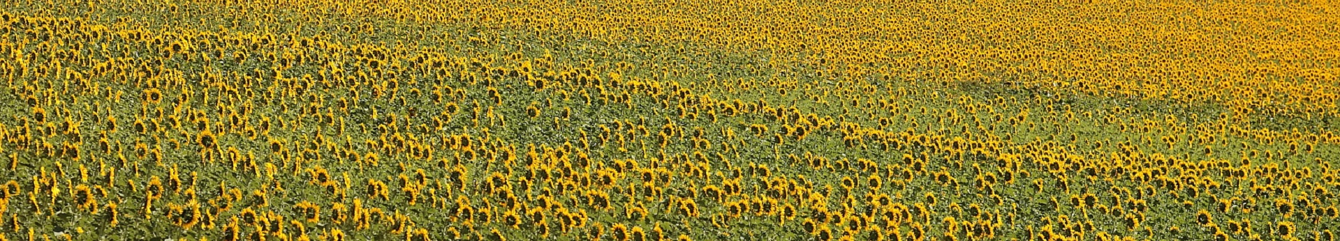 Sommerstimmung in der Region La Bureba/Kastilien und León