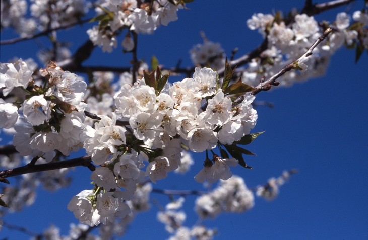 Kirschblüte im Valle del Jerte Kirschblüte im Valle del Jerte