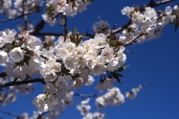 Kirschblüte im Valle del Jerte Kirschblüte im Valle del Jerte