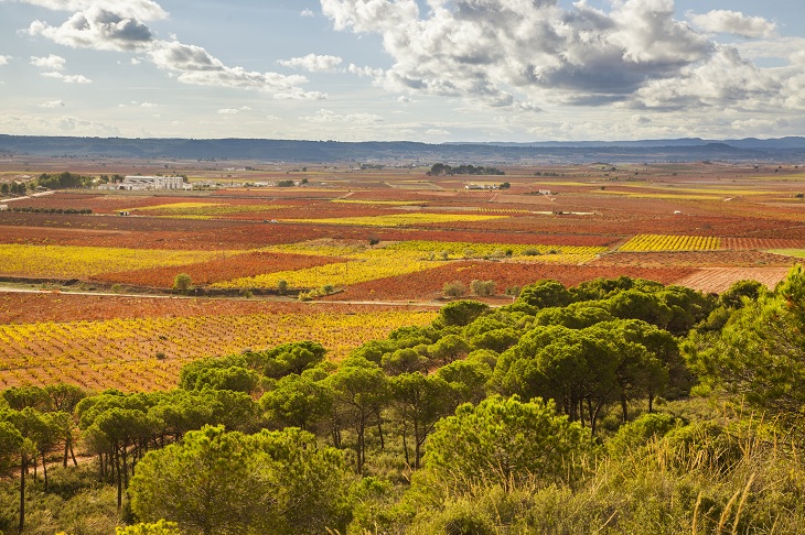 Die Gemeinde Requena bietet eine grosse Vielfalt an weintouristischen Erlebnissen – von Besuchen in Weinbergen und Weingütern bis hin zu Weinverkostungen mit Weinen der D.O. Utiel-Requena und vielen weiteren Angeboten.@ Visit Valencia Die Gemeinde Requena bietet eine grosse Vielfalt an weintouristischen Erlebnissen – von Besuchen in Weinbergen und Weingütern bis hin zu Weinverkostungen mit Weinen der D.O. Utiel-Requena und vielen weiteren Angeboten.@ Visit Valencia