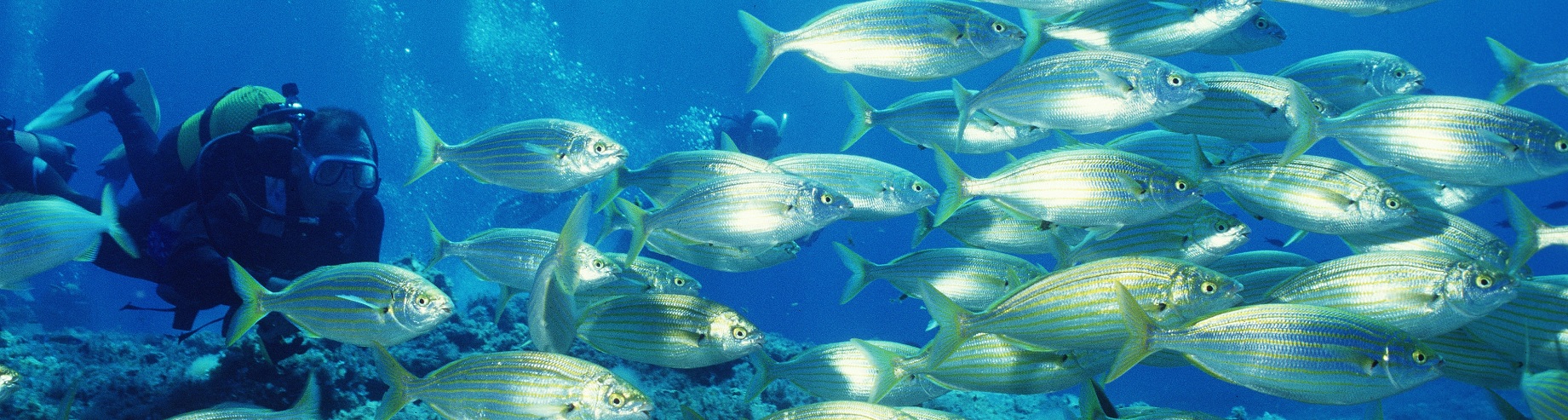 Beim Tauchen auf den Balearen entdecken Sie geschützte Meereslandschaften und erleben die Natur in ihrer reinsten Form