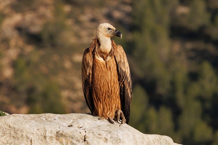 Die Tour durch die Sierra de Mariola ermöglicht die Sichtung des Gänsegeiers.