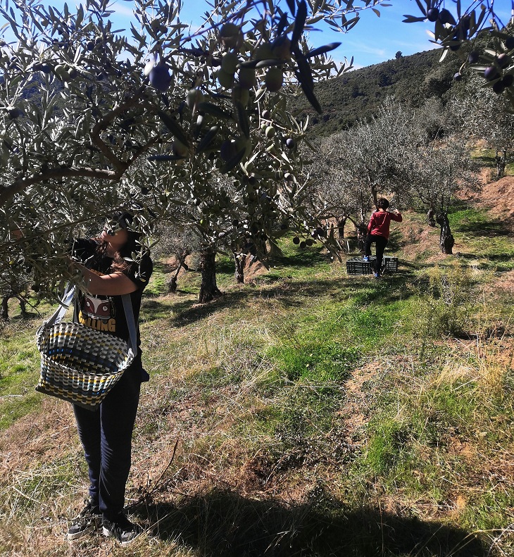 Ein Erlebnis vom Feld bis auf den Tisch in Casar de Palomero (Cáceres), von der Ernte der Früchte bis zu ihrer Verarbeitung zu Öl Ein Erlebnis vom Feld bis auf den Tisch in Casar de Palomero (Cáceres), von der Ernte der Früchte bis zu ihrer Verarbeitung zu Öl