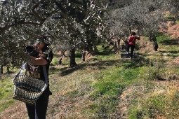 Ein Erlebnis vom Feld bis auf den Tisch in Casar de Palomero (Cáceres), von der Ernte der Früchte bis zu ihrer Verarbeitung zu Öl