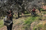Ein Erlebnis vom Feld bis auf den Tisch in Casar de Palomero (Cáceres), von der Ernte der Früchte bis zu ihrer Verarbeitung zu Öl