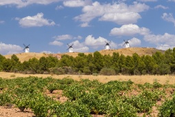Panoramablick auf die traditionellen Windmühlen von La Mancha und die Weinberge von Alcázar de San Juan. Panoramablick auf die traditionellen Windmühlen von La Mancha und die Weinberge von Alcázar de San Juan.