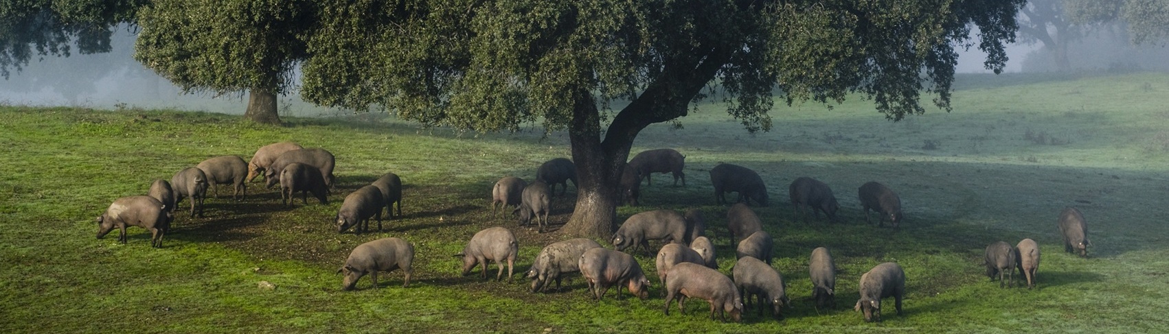 Exemplare des iberischen Schweins während der Montanera – der Endphase der Aufzucht – im Hábitat Cigüeña Negra, das Teil der Ruta del Ibérico „Dehesa de Extremadura“ ist