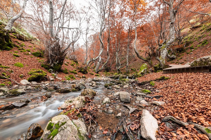 Der Faedo de Ciñera wurde 2007 als der am besten erhaltene Wald Spaniens ausgezeichnet. Der Faedo de Ciñera wurde 2007 als der am besten erhaltene Wald Spaniens ausgezeichnet.