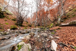 Der Faedo de Ciñera wurde 2007 als der am besten erhaltene Wald Spaniens ausgezeichnet. Der Faedo de Ciñera wurde 2007 als der am besten erhaltene Wald Spaniens ausgezeichnet.