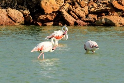 Flamingos bei Sonnenuntergang in den berühmten Feuchtgebieten von San Pedro del Pinatar