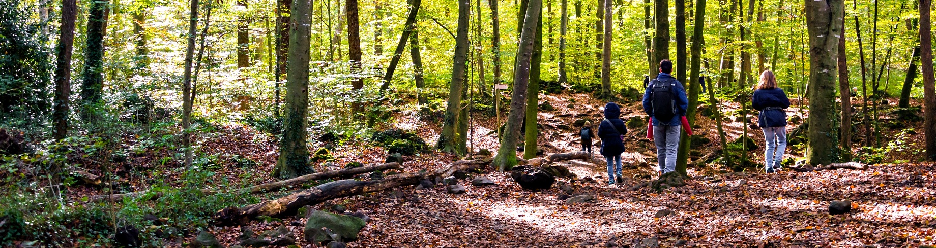 Der Buchenwald La Fageda d'en Jordà, ein Naturschutzgebiet im Naturpark Garrotxa, wächst über den Lavafluss des Vulkans Croscat, der sich über die Gemeinden Santa Pau, Olot und Les Preses erstreckt