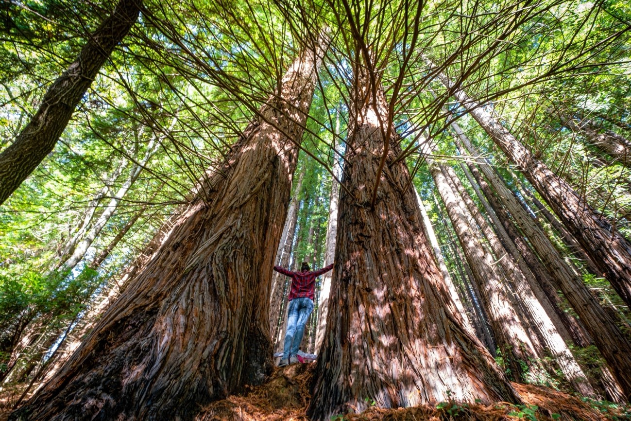 Der Wald de Secuoyas de Cabezón de la Sal ist einer der malerischsten Orte zum Fotografieren.
